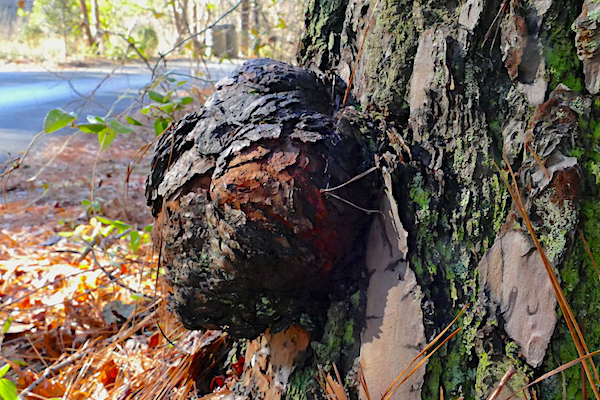 Burl on the side of pine tree